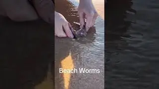 Beach Worm Chronicles: Discovering the Hidden Wonders of Coastal Sands #shorts