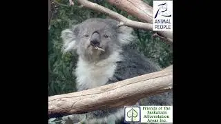 Sustainable Human-Animal Interactions