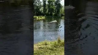 Simon AKC Water Test