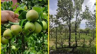 Stilul de formare candelabru la niste peri sariti de 50 de ani ,locul de unde m-am inspirat 🥰✅🍐