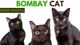 Bombay Cat Breed Profile History - Traits - Price - Bombay Cat Grooming Needs - Lifespan