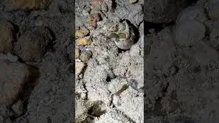 Genus Abdopus, Indo-Pacific Longarm Octopuses , Indonesia, Bali, Menjangan