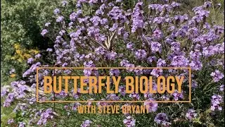 Butterfly Biology with Steve Bryant