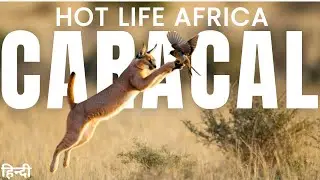 Hot Life Africa: Caracal The Bush On Fire |Animal planet in hindi | Discovery Channel hindi