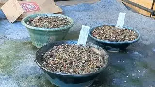 Kusamono and shitakusa for Spring Bonsai show