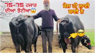 15 January 2025 PH 9914025266👈ਬਾਈ ਕੋਲ ਟੋਪ ਦੀਆ ਝੋਟੀਆ ਰੇਟ ਜਾਇਜ💫⭐️💫⭐️