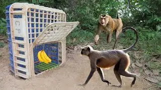 How To Make A Easy Monkey Trap Using Plastic Basket & Banana || Unique Monkey Trap 100% Work ||