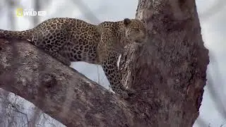 Тимбавати   мир диких кошек Африки  Документальные фильмы Nat Geo Wild HD Timbav