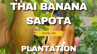 🍌 Thai Banana Sapota Plantation 😍 | #garden | #terracegarden | #plants | #thai | #banana | #sapota 