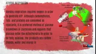 Application of Thermodynamics in Biological System