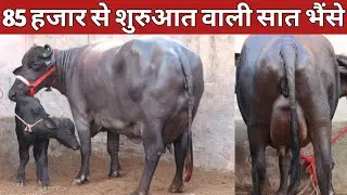 85 हजार से शुरुआत वाली ताजा ब्याई सात भैंसे || Kala Dairy Farm, Kaithal (7056119142)