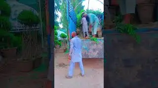 Plants loading for Lahore for landscaping #beach #fruit #nature #garden