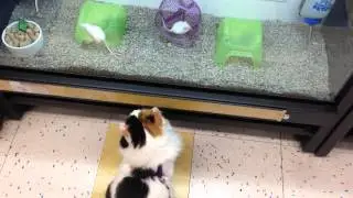 Adelaide the Siberian cat trying to catch a mouse at Petco