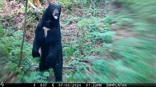 Black Bear Scent Communication In The Same Location | Trail Cam Footage 🐾