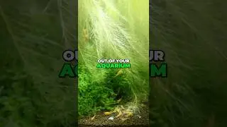 Ending Aquarium Evaporation: The Secret Weapon? Floating Plants