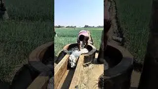 Water is rising from the underground automatically #shorts #short #shortvideo #shortsviral