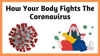 How Does the Immune System Fight COVID-19 || How Your Body Fights The Coronavirus ||
