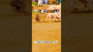 Bull Race 😱#bullrace #bull #youtubeshorts #shortvideo #gujarkhan #pothwar #shorts