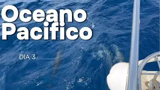 &iexcl;MAGIA PURA! 🐬 Nos RECIBIERON los Primeros Delfines en el Pac&iacute;fico | Bit&aacute;cora D&iacute;a 3