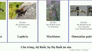 C&ocirc;n tr&ugrave;ng, bộ Ruồi, họ Họ Ruồi ăn s&acirc;u chi insect pulchra Choerades gilva crabroniformis Rewired