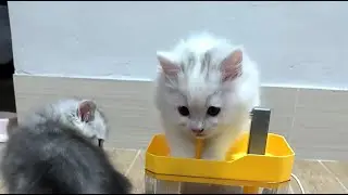 Animals Daily Life is live!