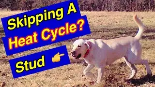How To Breed Dogs - 6 Tips for Managing Studs when skipping a heat!