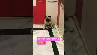 Oscar पता नहीं क्या सोच रहा🥺🥰#puglife #oscarpugslife #shorts