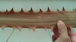 Palm Thorn Sword Spike Quick Look Review