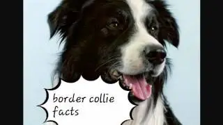 Border collie facts