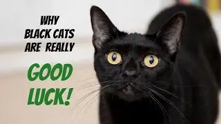 Why Black Cats Are Really Good Luck!