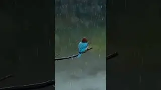 kingfisher flying #shorts #birds