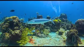 Beyond the Dunes ~ Discovering the Ocean&rsquo;s Secret Garden ~ A Caribbean Scuba Adventure