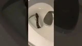 Cobra no Vaso Sanit&aacute;rio Todo Cuidado &eacute; Pouco
