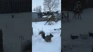 Squirrel #running #snow #snowday #viralvideo #youtubeshorts #shortsfeed #shortvideo #cute