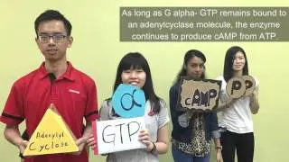 GPCR cAMP Cell Signaling Pathway Group A Jan2016