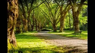 Quiet Park | Ambient nature sounds for relaxing, sleeping or studying