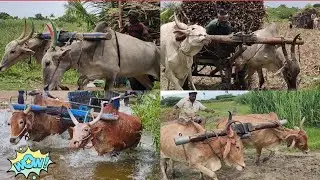 Bullock | Bullockcart working style in village | cow videos | Bull ploughing video | Bull racing