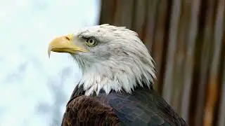 Philippine National Bird