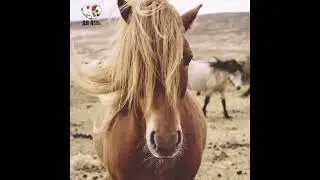 Horse | Windy | Wild | Horses | All 4 Pets | 4K | Ultra HD #horse #pets #animals #ytshorts #shorts