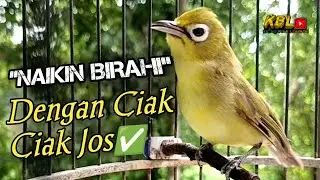 CIAK CIAK JOSS KECIAL KUNING AMPUH||PANCINGAN KECIAL MALAS BUNYI||