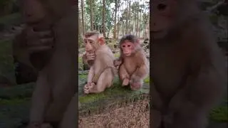 Cute Baby Monkey Drink With Juice