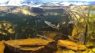Parade Leporinus octomaculatus