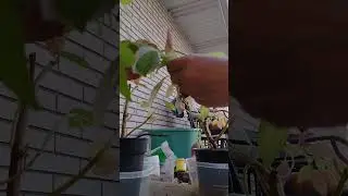Downsizing my plants.  Braiding the Coleus.  #coleus #houseplants