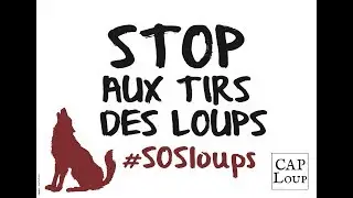 STOP aux tirs des loups #SOSloups - 1 000 photos