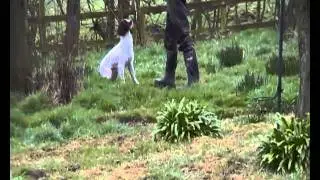 Training a working springer spaniel quartering, stopping and retrieving to the whistle.