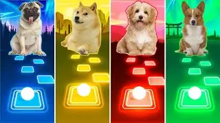 Cute Dogs: Pug vs Doge vs Havanese vs Corgi - Tiles Hop