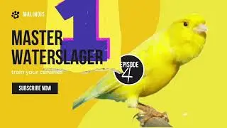 Malinois Waterslager Canary Training Song Master episode 4 وتر سلاجر مالينوا