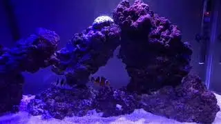 Nano Reef Lighting weather modes