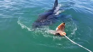 Great Whites at Seal Island
