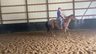 “Radar” gelding
